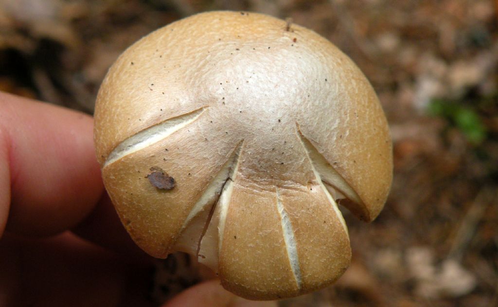 Cortinarius cfr caperatus?